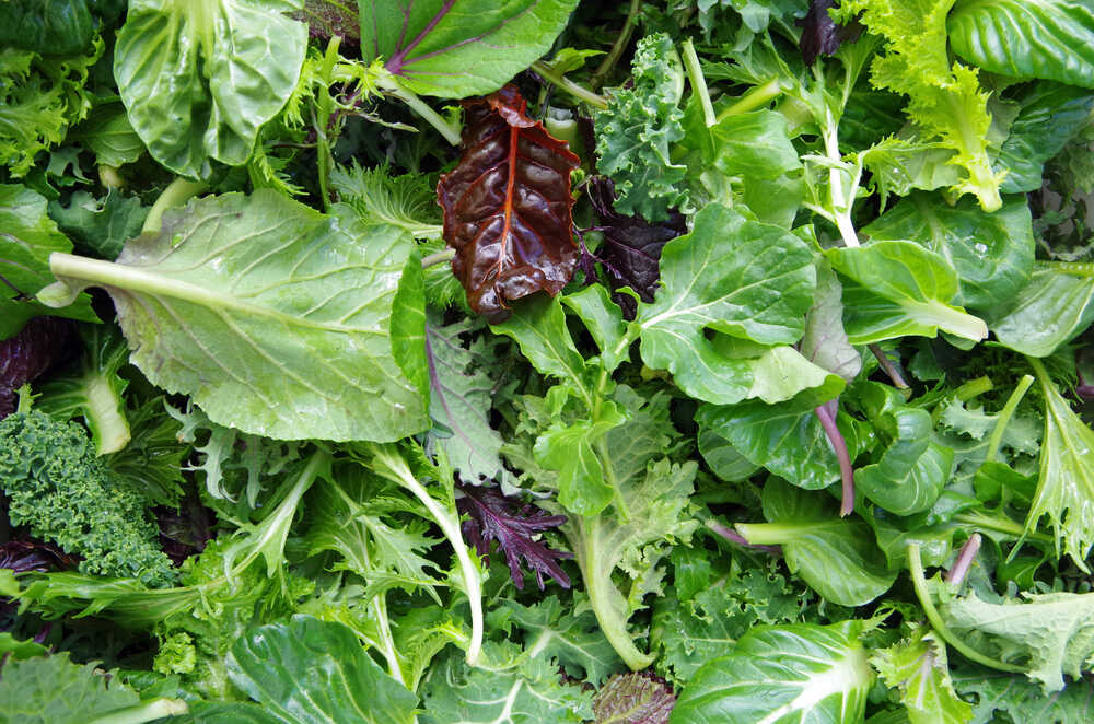 Fresh,Mixed,Salad,Field,Greens,Piled,Closeup,View